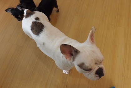 犬たち